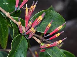 Image result for Loranthaceae