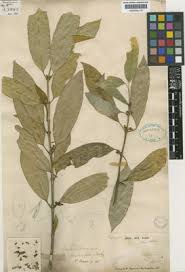 Image result for Craterispermum