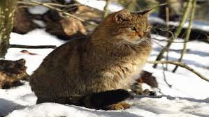We did not find results for: Gato Montes