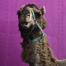 Camels have powerful bites, and immense weight, and have. An Experimental Vaccines Against Mers Shows Promise