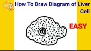 Maybe you would like to learn more about one of these? How To Draw Diagram Of Liver Cell How To Draw Liver Cell Youtube