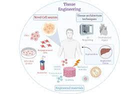 Search for local precision engineers . Tissue Engineering Wikipedia