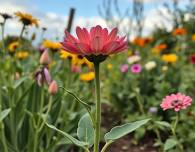 iPhone Photography Workshop & Contest