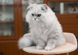 Kedi Cinsleri Kedi Turleri Kedi Cinsleri Ve Ozellikleri Blog11