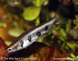 Planted aquarium тропические рыбы рыбы. Pencilfish Barred Pencilfish Nannostomus Espei Aquarium Fish Freshwater Aquarium Tropical Fish