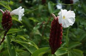 Stay at ecolodges & explore the best costa rica nature with advice from experts. Decorative Ginger Plants In Costa Rica