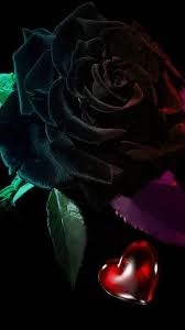 Gif Paradise Beautiful Rose Flowers Rose Art Beautiful Flowers