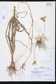 Image result for Nothoscordum borbonicum