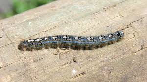 Black And Red Caterpillar Michigan Pin On Gardening Birds Butterflys