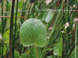 Image result for Centella glabrata
