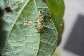 Appendix a insect pests according to type of injury. Guide To Vegetable Garden Pests Identification And Organic Controls