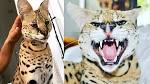 Stryker The Cat: Top 10 Facts You Need to Know | FamousDetails