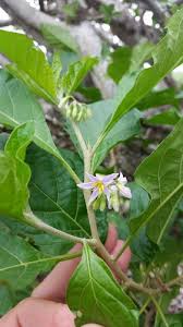 Image result for Solanum goetzei