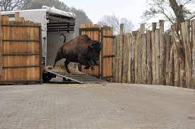 Hier leben auf 23,5 ha über 2200 tiere aus 291 arten. Tierpark Nordhorn Gibt Wappentiere An Den Zoo Osnabruck Tierpark Nordhorn