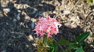 Image result for Ixora hartiana