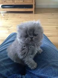 Grey Blue Persian Cat Persiancatgrey Persiancatblue Catsandkittens Persian Kittens Kittens Cutest Cats