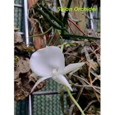 Image result for Angraecum sacciferum