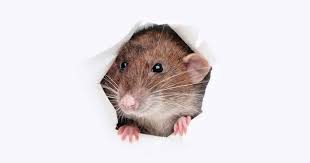 Place a cotton ball under or near your garbage can to deter mice from getting into it. How To Get Rid Of Mice Naturally Keep Them Away Housewife How Tos
