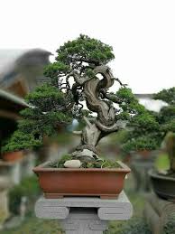 We believe it's the freshness of our plants and our unbeatable customer service. Bonsai Buy Bonsai Trees Unique Old Bonsais For Sale At Realbonsaitrees Com Bonsai Miami Florida Flowering Bonsai Indoorbo Bonsai Tree Bonsai Tree Types Bonsai