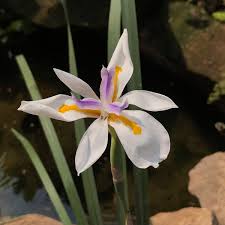Image result for Moraea niassensis
