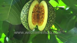 Image result for Voacanga