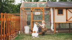 How Much Will It Cost For A Chicken Coop | Angi