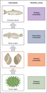 Food chain found in terrestrial habitat. Food Chains Food Webs Article Ecology Khan Academy