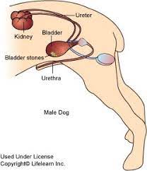 Don't forget to share this picture with others via facebook, twitter, pinterest or other social medias! Cystitis In Dogs Vca Animal Hospital