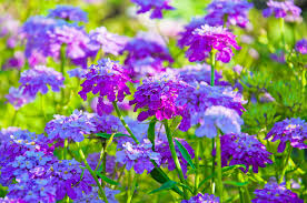 Image result for Iberis umbellata