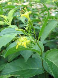 Native to the united states, the dwarf bush honeysuckle (diervilla lonicera) is a small deciduous bush with ornamental features and a carefree attitude. Diervilla Lonicera Dwarf Bush Honeysuckle Prairie Moon Nursery