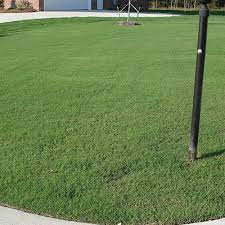 Tifway 419 hybrid bermuda grass. Bermuda Tifway 419 504 Sq Ft Atlanta Sod Company
