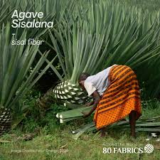 Image result for Agave sisalana