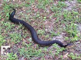 Florida Cottonmouth Watermoccasin Is One Of Florida S Few Venomoussnakes In 2021 Florida Amphibians Snake