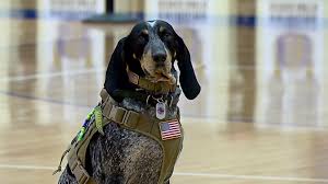 Dixie The Praying Dog Is Local Veterans Best Friend Wttv Cbs4indy