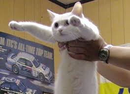 An aspect of fiscal policy. Longcat The Internet Meme Icon Dies Aged 18 Cnet