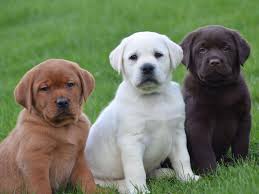 She's a beautiful akc fox red labrador from champion bloodlines ~ sire is a handsome black akc standard american poodle ~ 8 weeks old and ready for their families on january 4th. Lab Puppies For Sale This Dog Takes America S Top Spot