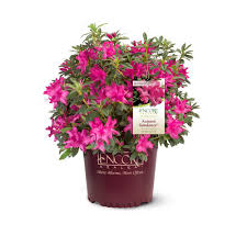 I will not be buying any more plants from amazon. Encore Azalea 1 Gal Autumn Sundance Azalea Shrub With Unique Vibrant Pink Blooms 10400 The Home Depot