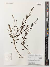 Image result for Heliotropium zeylanicum