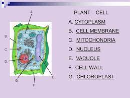 Both plant and animal cells have vacuoles, which are like storage containers for nutrients, food, or waste. Plant Animal Cell Function Test Review Test Date Tuesday September 30 Ppt Download