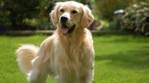 Lawmakers favor golden retriever as Delaware's state dog - 47abc