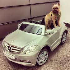 man s best friend in man s best car mbphotocredit benzblogger mercedes benz instacar carsofinstagram germancars luxury
