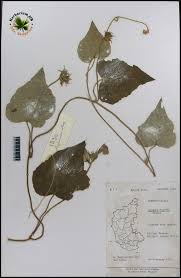 Image result for Ipomoea wightii