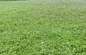 Image result for Phyla nodiflora