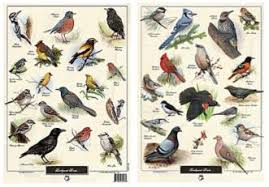 Birds Identification Poster Backyard Birds