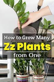 How To Grow Many Zz Plants From One Propagating Plants Plants Zz Plant