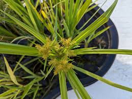 Image result for Cyperus costatus