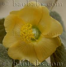Image result for Barleria rhynchocarpa