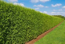 Then consider these fast growing trees and shrubs. 6 Fastest Growing Hedges For The Garden Horticulture Co Uk