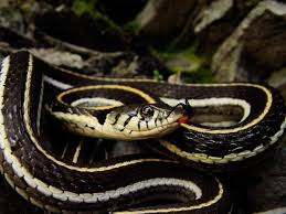 Black And Yellow Stripes Snake Blackneck Garter Snake Scientific Name Thamnophis Cyrtopsis Description Classic Garter Snake Striped Med Year Of The Snake Brown And Grey Beautiful Snakes