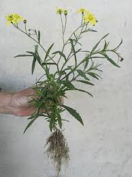 Image result for Senecio madagascariensis